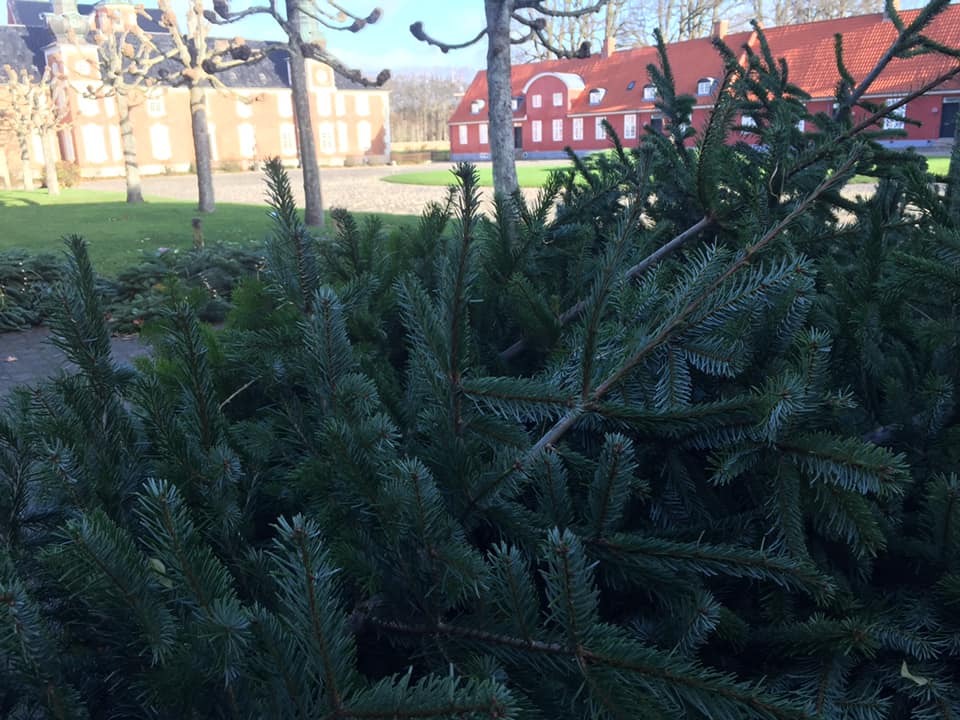 Juletræer
